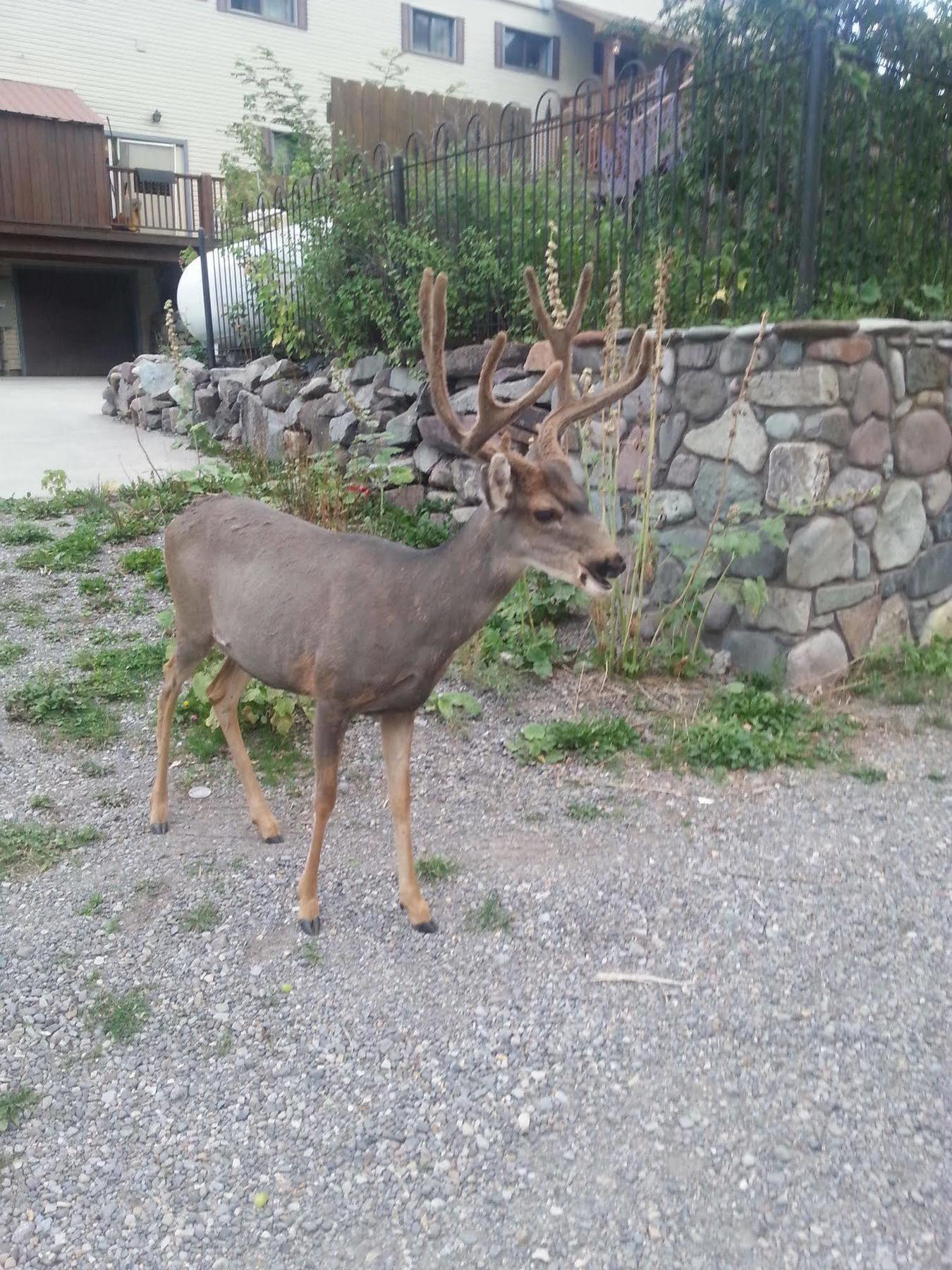 Rivers Edge Motel Lodge & Resort Ouray ภายนอก รูปภาพ